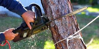 Best Tree Trimming and Pruning  in Fremont, NC