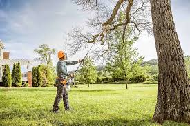 Best Tree Cabling and Bracing  in Fremont, NC