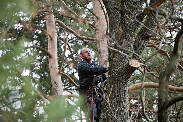 Professional Tree Services in Fremont, NC